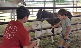 4-H Fair - newborn donkey