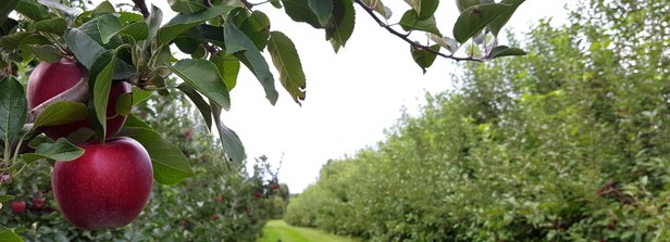 apples battleview orchards