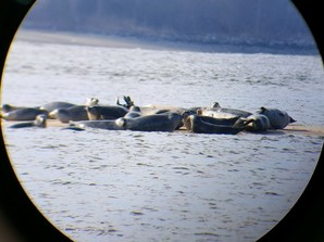 Seals at Sandy Hook Bay