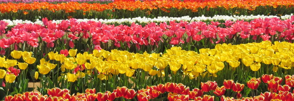 Holland Tulip Farms