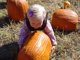 Pumpkin Picking