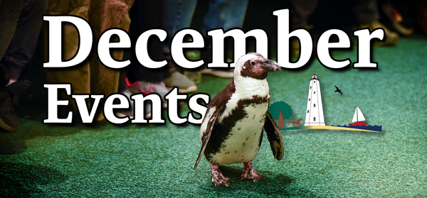 December Penguin