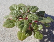 USFWS Seabeach Amaranth