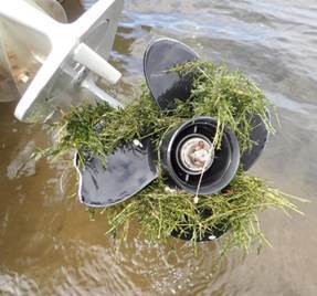 Hydrilla NJ Water Supply Authority