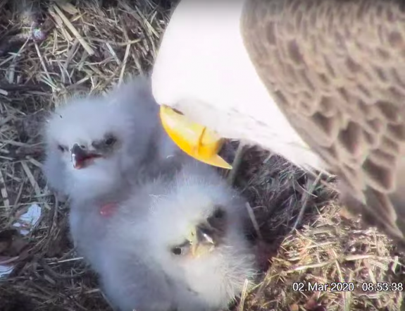 Conserve Wildlife Foundation Eagle Chicks