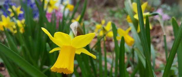 daffodils