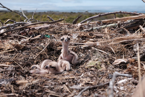 Pete McClain Osprey Chicks