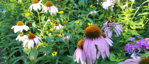 Purple Cone Flowers and Brown Eyed Susan