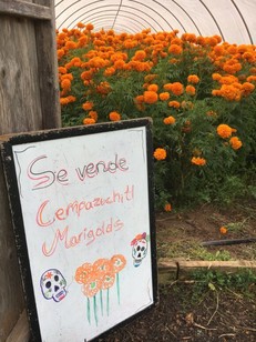 Marigolds for Sale Dia De Los Muertos