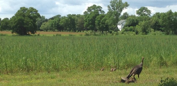 Rafter of Turkeys LJB