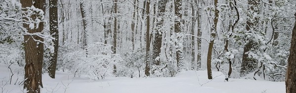 Cheesequake Park Amber Mallm