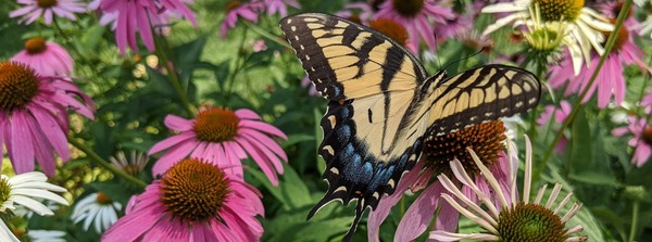 Tiger Swallowtail and Echinacea