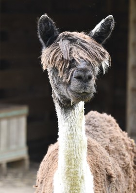 better alpaca