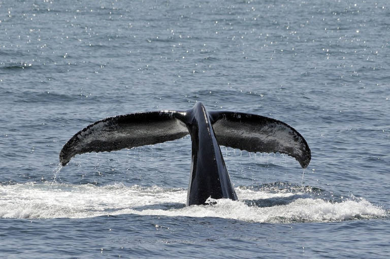 Humpback whale tail sticking out of the water surface