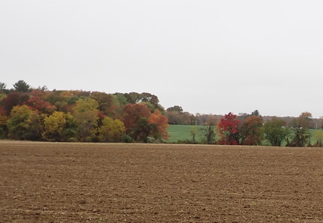 Linney Farm fields with fall colored trees along the back