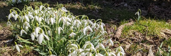White wildflowers