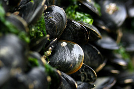 blue mussel