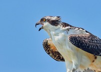 osprey