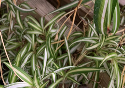 January plant of the month