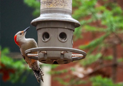 feeders and feathered friends