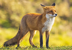 wild animal experts fox