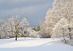 winter tree id