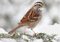 winter birding
