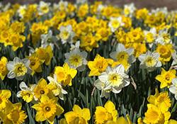 daffodils