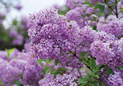 lovely lilacs at ww