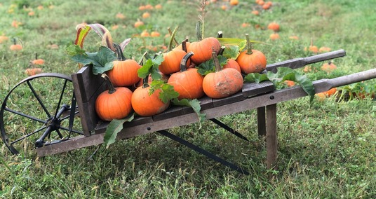 fall farm fun pumpkins