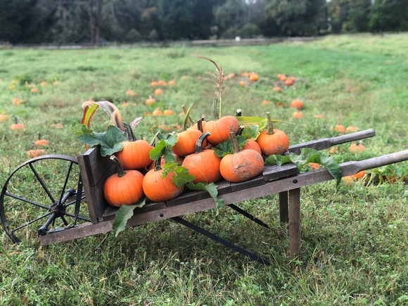 fall farm fun pumpkins