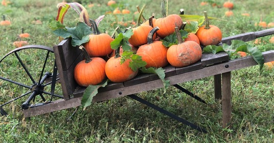 fall farm fun pumpkins