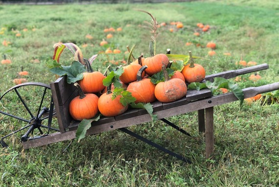 fall farm fun pumpkins