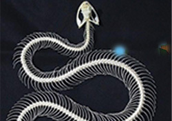 Snake Skeleton