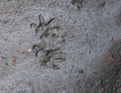 Wild animal experts: tracks
