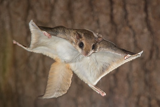 Flying squirrel