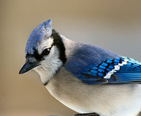 blue jay
