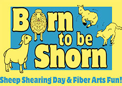 Born to be Shorn