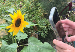 yellow-scavenger hunt