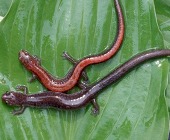 salamander