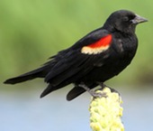 red winged blackbird