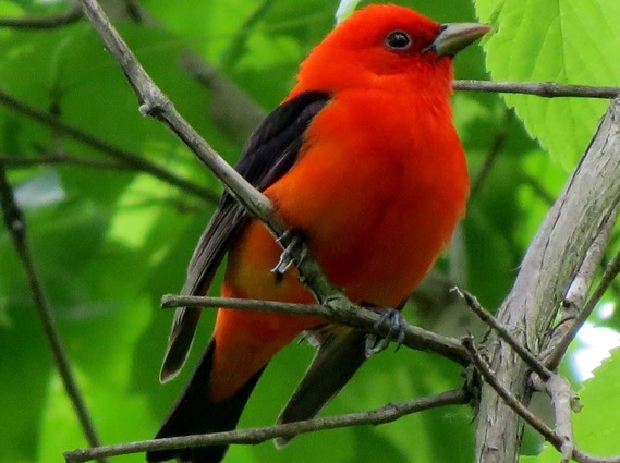 bird scarlet tanager