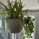 house plant