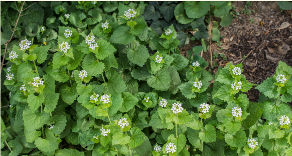 Winter weeds