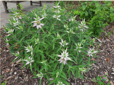 EPC garden