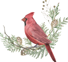 cardinal