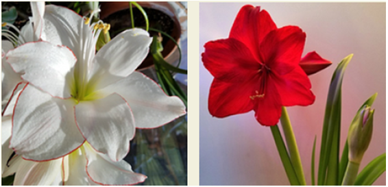 amaryllis