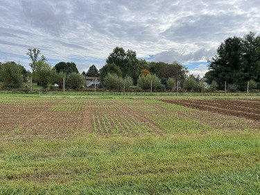 cover crop