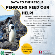 penguin