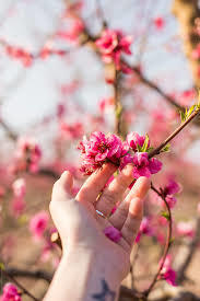 Hand reaching toward blooming branch
